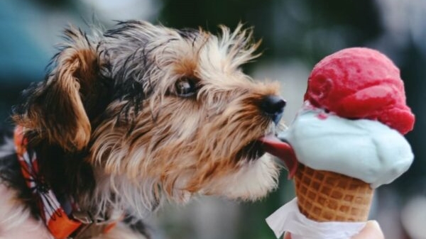 Ice cream licking dog