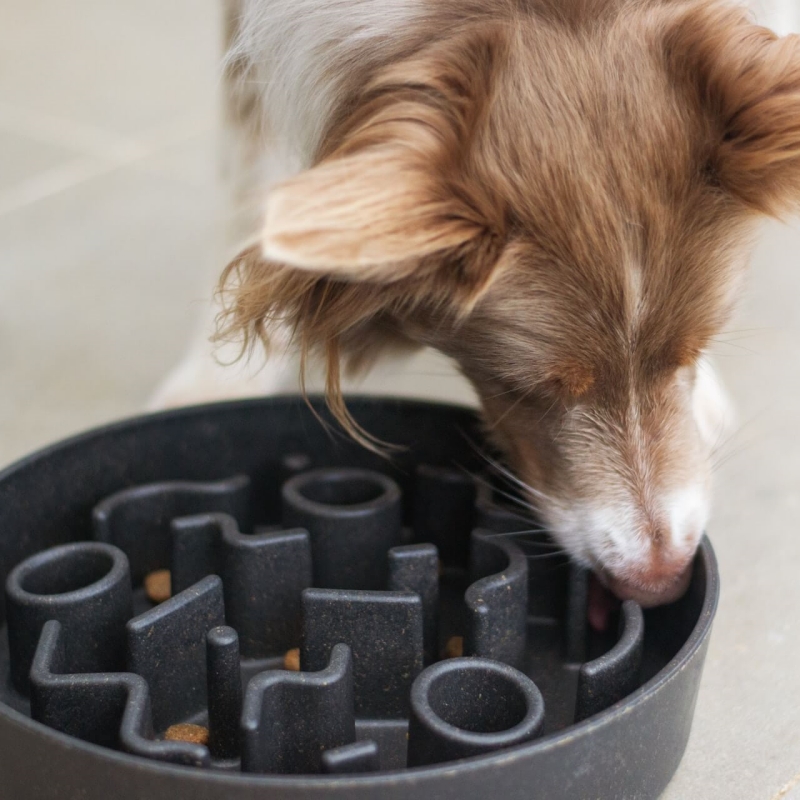 dog sniffs the puzzle feeder