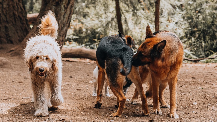 dog socializing with other dogs